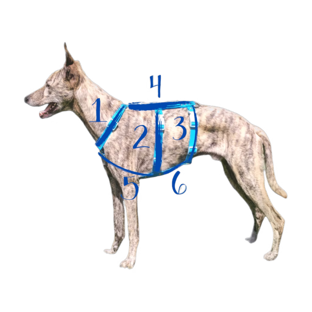 Comment mesurer votre chien