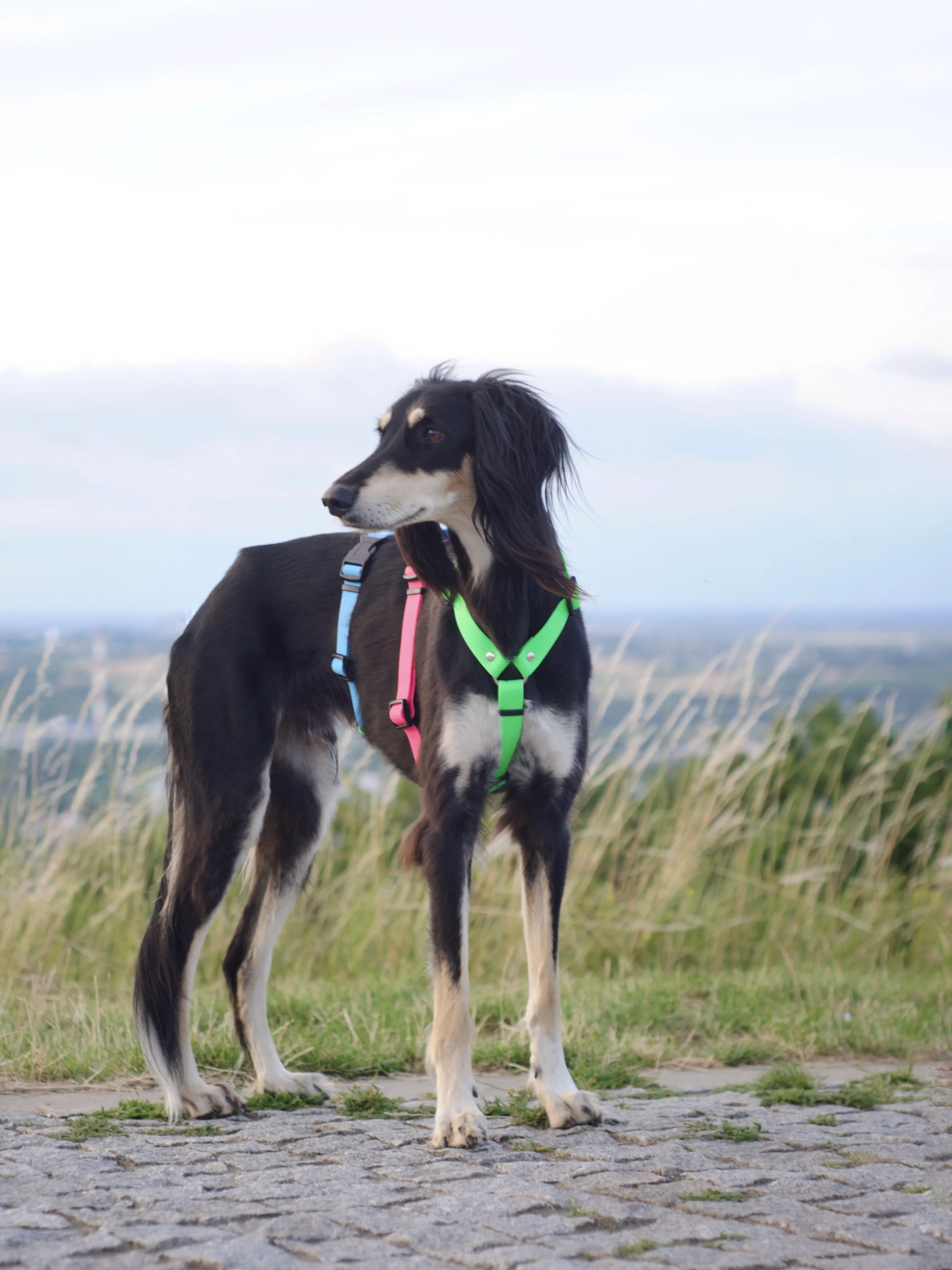 saluki-hipster3