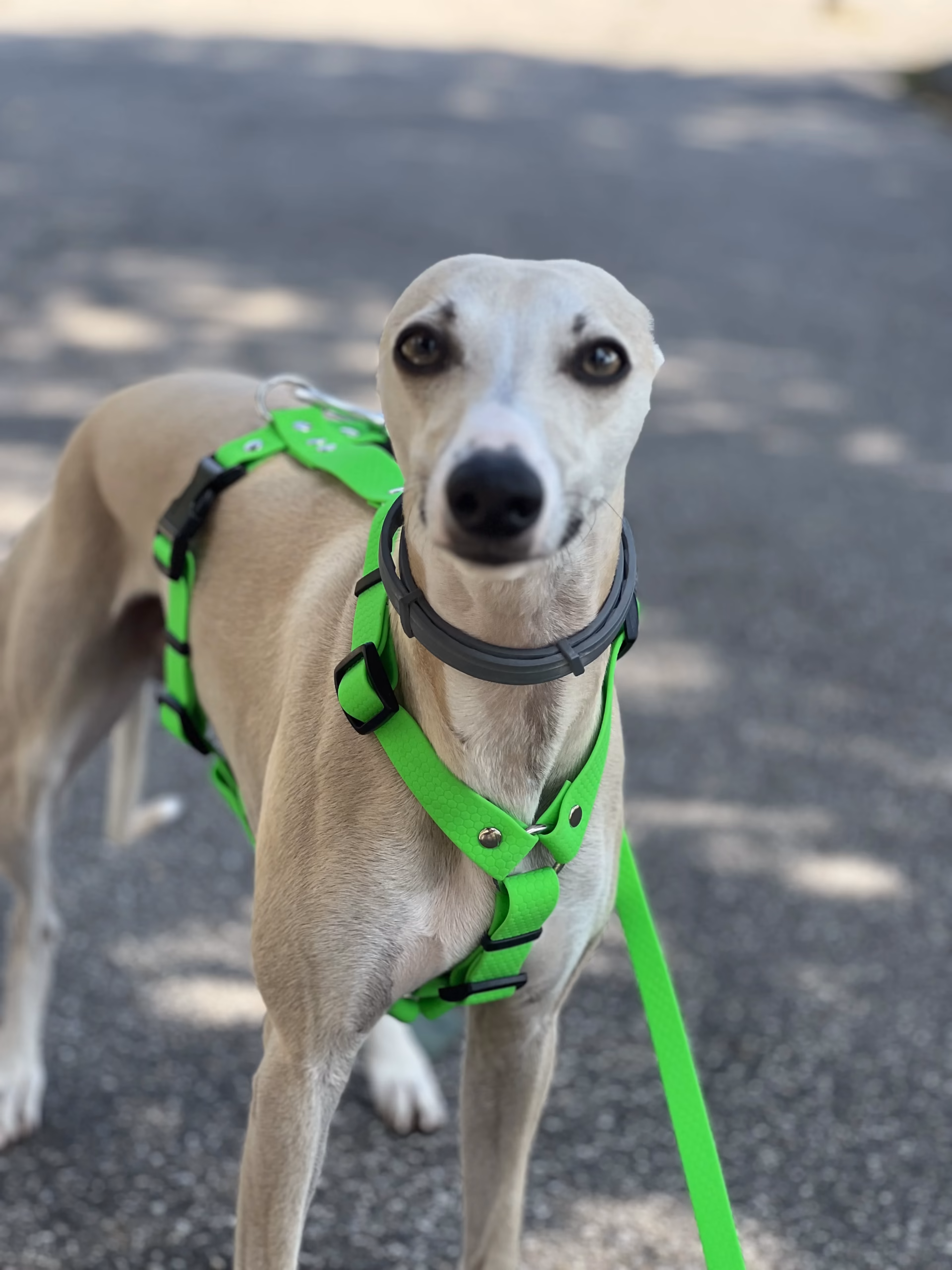 Sighthound harness