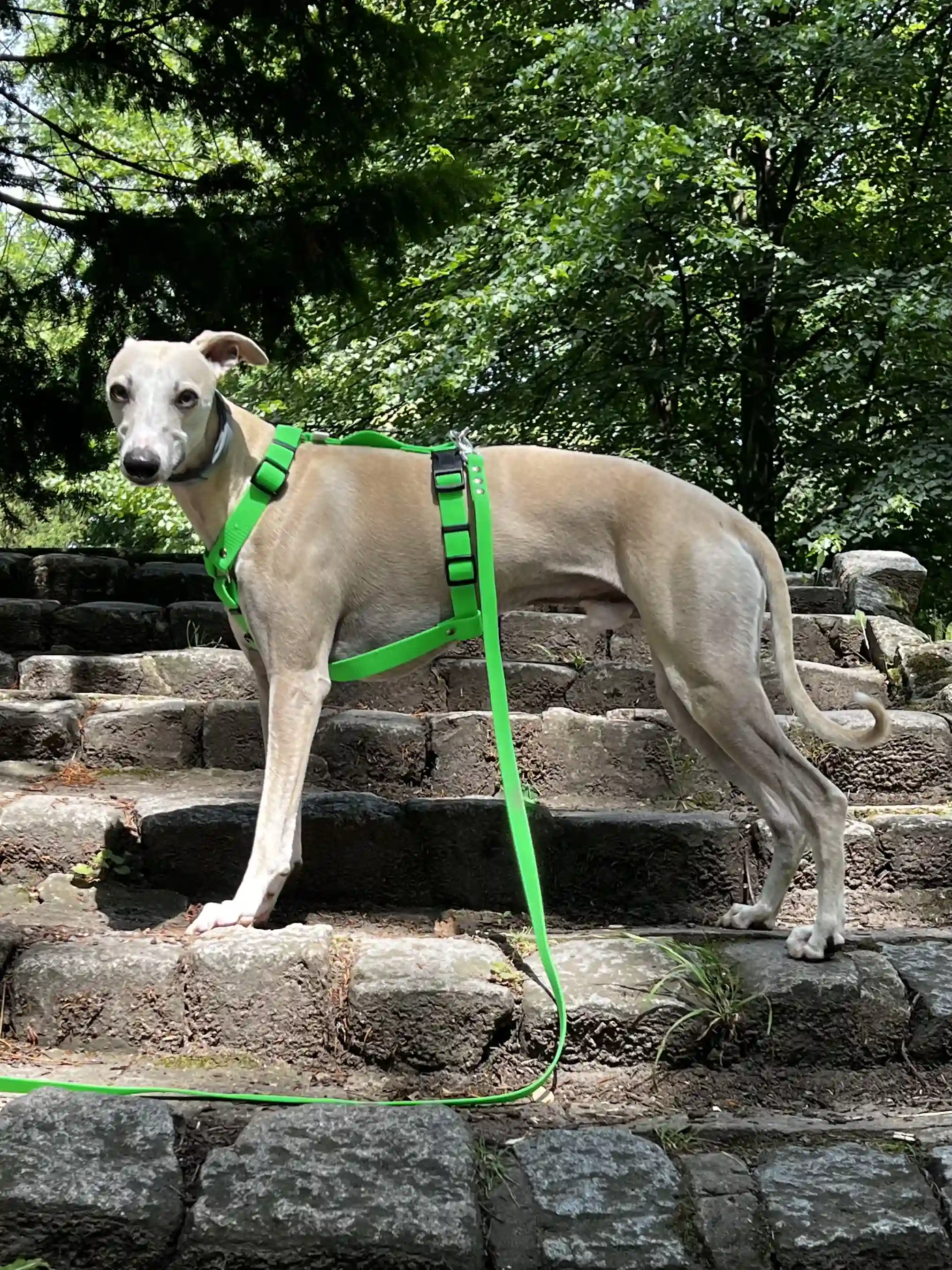 y_harness_matcha_01